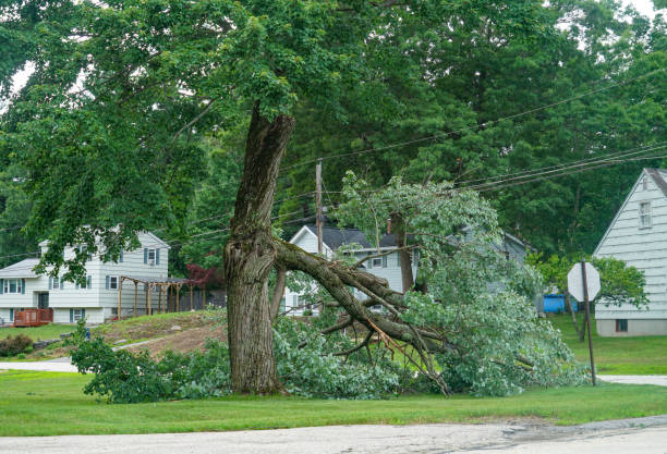 Sandwich, IL Tree Care  Company